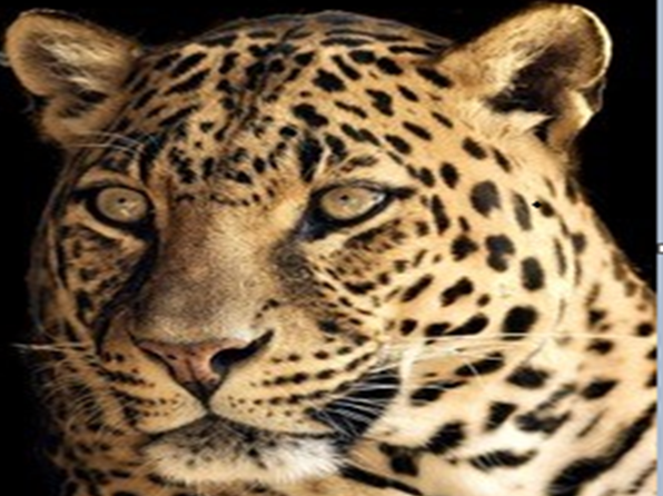 leopard - heather